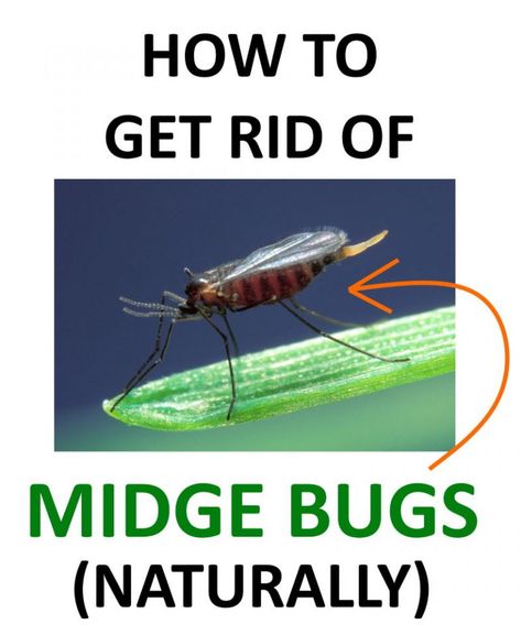 How to Get Rid of Midge Bugs (No-See-Ums) Naturally | BugWiz Midge Repellent, Repellent Diy, Get Rid Of Spiders, Natural Mosquito Repellant, Insect Spray, Citronella Candles, Bug Spray, Bug Repellent, Mosquito Repellent