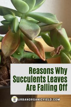 How To Revive Succulents, Jade Plant Propagation, Plant Decoration Ideas, Suculent Plants, Propagate Succulents From Leaves, Indoor Cactus Plants, Jade Plant Care, Beautiful Succulents, How To Water Succulents