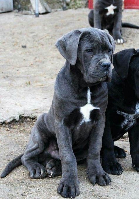 Puppies Chien Cane Corso, Tattoos Dog, Cane Corsos, English Dogs, Wallpaper Dog, Giant Dog Breeds, Tattoo Dog, Cane Corso Puppies, Aesthetic Dog