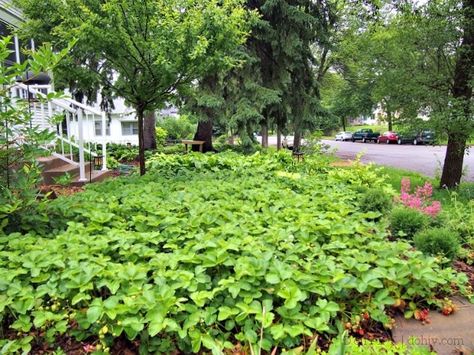 Strawberry Ground Cover, Strawberry Landscape, Using Strawberries, Dessert Strawberries, Woodland Garland, Redesign Ideas, Yard Inspiration, Strawberry Garden, Perennial Border