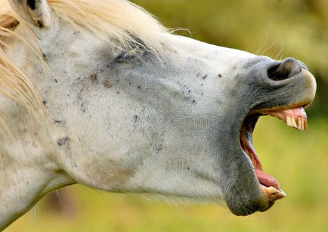 Horse Teeth, Horse Mouth, Horse Healing, Teeth Images, Camargue Horse, Healing Center, Horse Anatomy, All About Horses, Majestic Horse