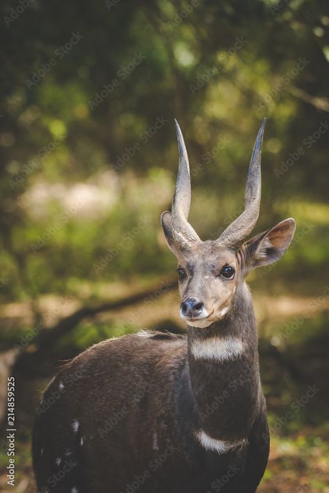 Bushbuck Antelope, Animal Reference, Knysna, Coastal Town, African Animals, Coastal Towns, The Natural, Artist At Work, Adobe Stock