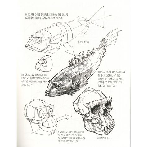 Peter Han, Fish Anatomy, Kim Jung Gi, Drawn Fish, Nature Sketch, Bio Art, Fish Drawings, Sketches Tutorial, Anatomy Drawing