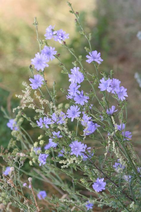 Chicory. Flowers of chicory (cichorium intybus L , #affiliate, #Flowers, #Chicory, #chicory, #intybus, #cichorium #ad Chicory Flower, Bach Flower Remedies, Flower Remedy, Flower Essences, Flower Therapy, Ap Art, First Tattoo, Herbal Medicine, The Club