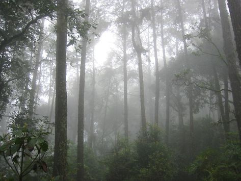 Folklore Taylor Swift, Dark Naturalism, Foggy Forest, Dark Nature Aesthetic, Misty Forest, Pretty Landscapes, Peaceful Places, Nature Aesthetic, Pretty Places