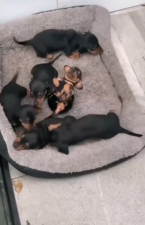 Doxie Lovers™ on Instagram: “When your mom catches you bothering your sibling for no reason 😂😍 - 📸 @fsorollan . . . . . . #dachshund #dachshundsofinstagram #dachshunds…” Puppies Dachshund, Dog Day Afternoon, Super Cute Puppies, Dapple Dachshund, Long Haired Dachshund, Dachshund Lovers, Dachshund Puppies, Dachshund Love, Cute Funny Dogs