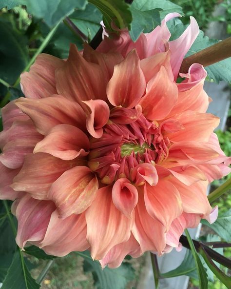 This “Sierra Glow” dahlia from Five Forks Farm is almost ready for a vase! 🧡🧡 — with Fivefork Farms at Michelle Moore Gardening. https://www.facebook.com/284040928299869/photos/a.377026202334674/2291155954255013/?type=3&theater White Anemone, Small Outdoor Spaces, Almost Ready, Ikebana, Anemone, Forks, Type 3, Trees To Plant, Dahlia