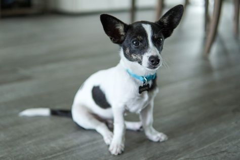 Rat Terrier Chihuahua Mix Dogs, Terrier Chihuahua Mix Dogs, Chihuahua Mix Dogs, Chihuahua Mix Puppies, Miniature Dog Breeds, Chihuahua Terrier Mix, Best Apartment Dogs, Farmhouse Life, Rat Terrier Mix