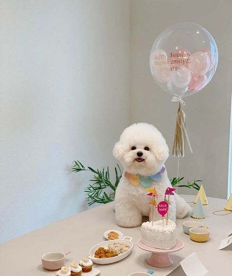 Bichon Dog, Bichon Frise Puppy, Dog Breeds List, Dog Birthday Cake, Really Cute Puppies, Maltipoo Puppy, Bichon Frise Dogs, Dog Cakes, Puppy Birthday