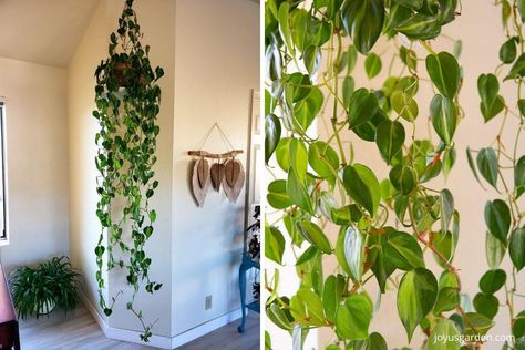 Philodendron Climbing Wall, Philodendron Brasil Climbing, Propagating Philodendron, Brazilian Philodendron, Philodendron Propagation, Brazil Plant, Philodendron Brazil, Heartleaf Philodendron, Propagation Tips