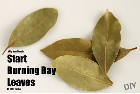 Bay Leaf Magic, Magic Spell Words, Bay Leaf Benefits, Prayer Quotes Positive, Burning Bay Leaves, Leaf Health, Money Spells Magic, Money Spells That Work, Good Luck Spells