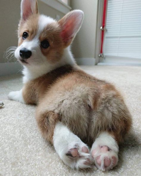 Cute Corgi Puppy|Cute Corgi Puppies|Funny Corgi Puppy|Funny Corgi Puppies|Cute Corgi Puppy Love|Cute Corgi Puppy Lover|Cute Corgi Puppy Lovers|Cute Corgi Pups|Cute Puppies|Funny puppies|Cute Pets|Cuteness Overload|Corgi lovers|Corgi community|Pembroke welsh corgi|Corgi Pictures|Obsessive Corgi Disorder|Corgi Baby|Corgi Puppy Pembroke Welsh|Corgi Funny|Cutest Puppies|#corgilovers #corgicommunity #corgipuppies #corgi #corgis #puppies #puppy #pups #cutepuppies #funnypuppies #cuteanimals Baby Corgi, Cute Corgi Puppy, Corgi Funny, Corgi Butts, 강아지 그림, Corgi Puppy, Cute Corgi, Pembroke Welsh Corgi