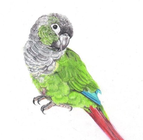 Green Cheek Conure Tattoo, Skittles Tattoo, Green Cheek Conure Drawing, Conure Painting, Conure Drawing, Conure Tattoo, Green Cheeked Conure, Bird Painting Diy, Conure Bird