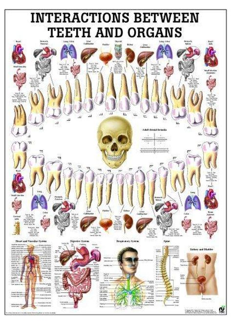 Iridology Chart, Human Body Anatomy, Medical Anatomy, Body Anatomy, Medical Knowledge, Oral Health Care, Health Knowledge, Yoga Accessories, Alternative Health