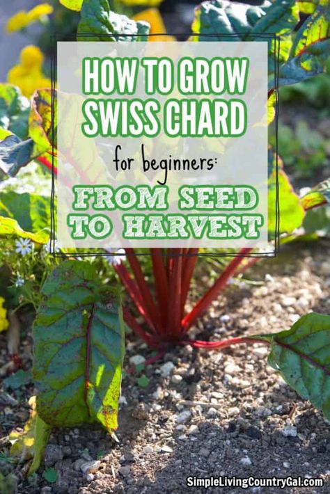 Growing Swiss Chard, Plant Space, Homesteading Diy Projects, Homesteading Diy, Farm Projects, Fun Salads, Soil Testing, Family Garden, Backyard Farming