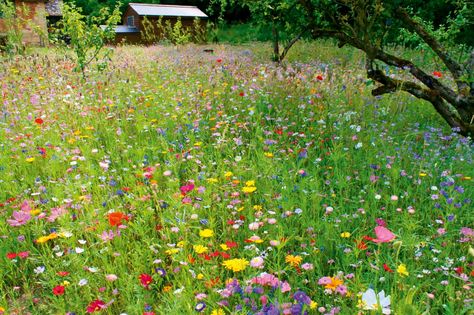 How to sow a meadow garden | House & Garden Wildflower Cottage, Outdoor Yard Ideas, Grass Species, Delicious Food Recipes, Wild Flower Meadow, Meadow Garden, Wild Garden, Garden Whimsy, Annual Flowers