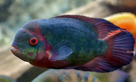 African Cichlid Aquarium Ideas Fish Tanks, Severum Cichlid, Mbuna Cichlids, African Cichlid Tank, Cichlid Tank, African Cichlid Aquarium, Lake Malawi Cichlids, American Cichlid, South American Cichlids