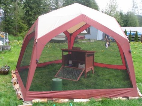 temp chicken coop Temporary Chicken Coop, Chicken Housing, Easter Eggers, Flea Market Gardening, Chicken Tractor, Screen House, Chicken House, Raising Chickens, Baby Chicks