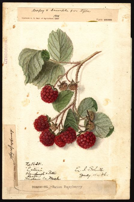 rubus isham Botanical Illustration Vintage, Illustration Botanique, Fruit Illustration, Vintage Botanical Prints, Botanical Poster, Images Vintage, Botanical Painting, Scientific Illustration, Botanical Drawings