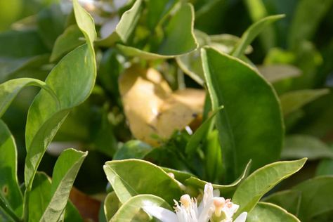 Chameleon Plant? Meet Boquila Trifoliolata, The Master of Plant Mimicry Chameleon Plant, Temperate Rainforest, Climbing Vines, Different Plants, Artificial Plants, Natural World, Wonders Of The World, Vines, Plants