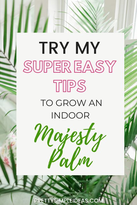 How to Care For Your Indoor Majesty Palm - Pretty Simple Ideas. Follow these super easy steps to care for your majesty palm and see it thrive! Indoor plants. Majesty Palm Care. #majestypalm #indoormajestypalm #Majestypalmcare Palm Tree Care Indoor, Majesty Palm Care, Palm Plant Indoor, Indoor Plants Ideas Decor, Indoor Palm Plants, Palm Plant Care, Hanging Plant Indoor, Palm Tree Care, Indoor Palm Trees