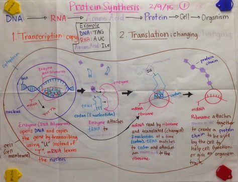 Mrs. Paul - Biology: Protein Synthesis GLAD Anchor Charts notes Biology Anchor Charts, Biology Interactive Notebook, Biology Activity, Science Anchor Charts, Nitrogen Cycle, Transcription And Translation, Biology Classroom, High School Biology, Ap Biology