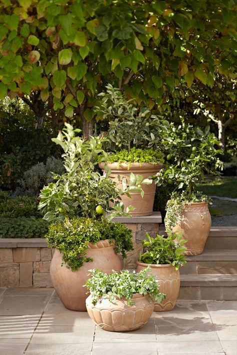 <p style="text-align: center;"><a href="http://enchanted-barnowlkloof.tumblr.com/post/82094082519/potterybarn-garden-essentials" target="_blank">Source</a></p> Tuscan Garden, Spanish Garden, Italian Garden, Have Inspiration, Garden Containers, Mediterranean Garden, Courtyard Garden, Garden Cottage, Garden Essentials