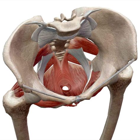 Core-Tex Sit for Pelvic Floor Therapy - Team Core-Tex Kegel Workout, Skeletal Muscle Anatomy, Strong Pelvic Floor, Body Muscle Anatomy, Inside Human Body, Hip Anatomy, Pelvic Muscles, Pelvic Floor Therapy, Bolesti Chrbta