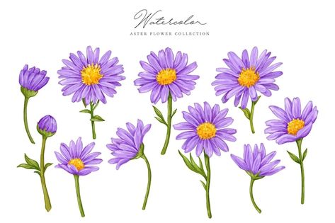 Aster Flower Drawing, Jayden Tattoo, Aster Watercolor, Aster Flower Tattoo, Aster Tattoo, Aster Flower Tattoos, Purple Aster, Coral Painting, September Flowers