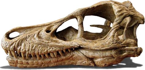 Painting Reference - Velociraptor Skull Velociraptor Skull, Velociraptor Skeleton, Parasaurolophus Skull, Brachiosaurus Skull, Allosaurus Skull, Tyrannosaurus Rex Skull, Velociraptor Fossil, Graphic Novel Illustration, Skeleton Drawings