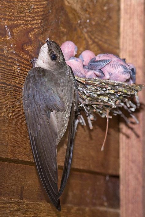 Chimney Swift - E. half of USA & S. reaches of E. Canada, wintering in South America Chimney Swift Bird, Common Swift, Chimney Swift, Swallow Design, Swift Bird, Birdhouse In Your Soul, Not Aesthetic, Eastern Canada, Interesting Animals