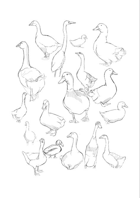 Duck Tattoos, Duck Illustration, Diy Pottery Painting, Flower Drawing Tutorials, Animal Illustration Art, Animal Drawings Sketches, Elf Art, Duck Art, Card Drawing