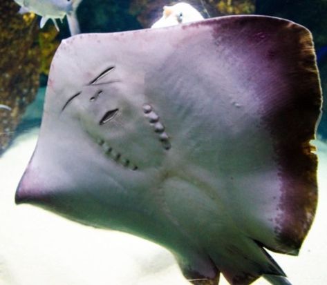 stingray smile Marines Funny, 80s Humor, What Makes You Laugh, Facebook Fail, Fun Pics, Marine Animals, Have A Laugh, Funny Comedy, Image Macro