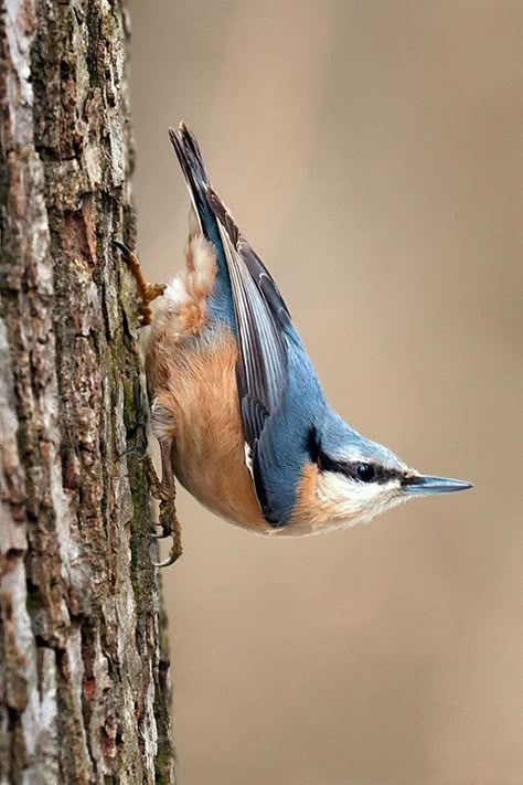 Nuthatch Bird, Nuthatches, On The Wings Of Love, Bird Carving, British Birds, British Wildlife, Bird Photos, Backyard Birds, Bird Pictures