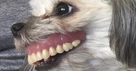 Dog Steals Owner’s Dentures While He Sleeps And Gets Adorable ‘New Smile’ Funny Dog Memes, Funny Animal Quotes, Chihuahua Mix, Shih Tzu Dog, Dentures, Labrador Puppy, Tiny Dogs, Dog Wear, Dog Pin