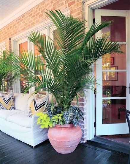 This serene porch in Columbia is given a tropical punch with containers of Parlor Palm, sweet potato vine, dragon tree dracaena and alocacia. Palm Tree Garden Ideas, Tree Garden Ideas, Palm Tree Garden, Palm Trees Garden, Pool Plants, Tropical Patio, Sweet Potato Vine, Porch Plants, Patio Flowers