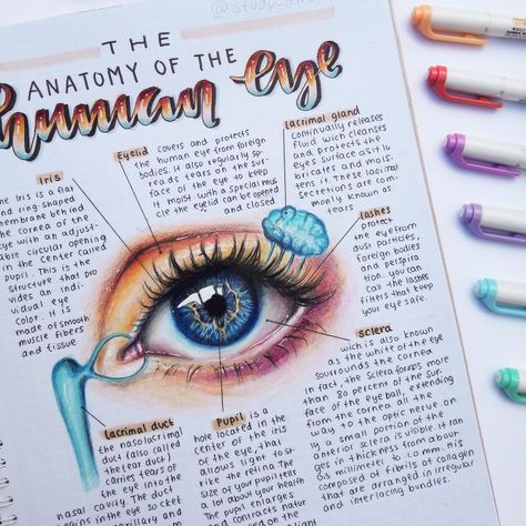 #prismacolor #art #eye #study Bujo Student, Eye Notes, Science Study, Eye Study, Organizator Grafic, Study Biology, Medical Student Study, The Human Eye, Nursing School Notes