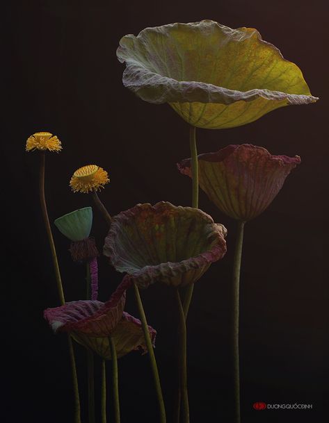 Lotus | Duong Quoc Dinh Lotus Pods, Strange Flowers, Lily Lotus, The Secret Garden, Floral Photography, Botanic Garden, Art Flowers, Seed Pods, Arte Floral