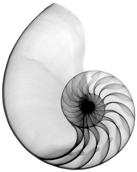 Xray Art, Chambered Nautilus, Geometry In Nature, Fibonacci Sequence, Fibonacci Spiral, Nautilus Shell, Golden Ratio, Speaker Design, Natural Forms