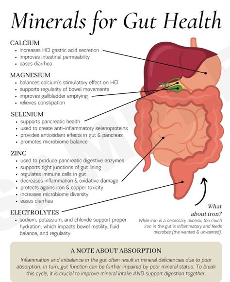 Hormone Nutrition, Better Gut Health, Gut Health Diet, Gut Health Recipes, Food Health Benefits, Automated Trading, Herbs For Health, Health Knowledge, Holistic Nutrition