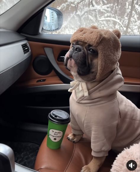 Frenchie Puppy Aesthetic, French Bulldogs Aesthetic, Frenchie Aesthetic, French Bulldog Aesthetic, Funny French Bulldogs, Frenchie Bulldog Puppy, Puppies Frenchie, France Bulldog, Cute Frenchies