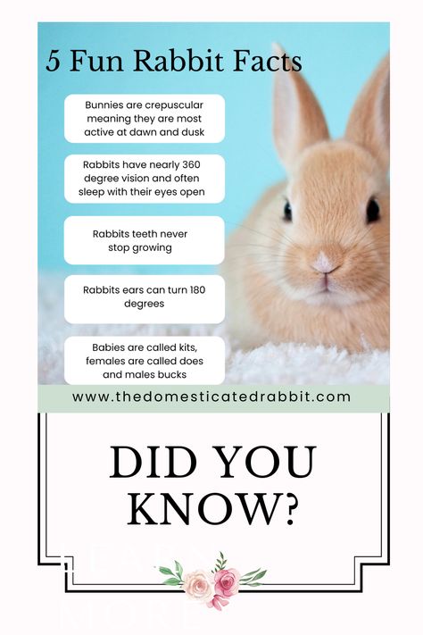 Facts About Bunnies, Daycare Job, Facts About Rabbits, Mini Rex Rabbit, Rabbit Facts, Rabbit Information, Rabbit Behavior, Fair Poster, Rabbit Diet