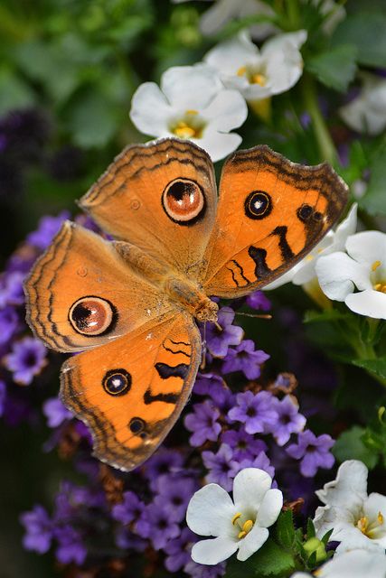 Butterfly --eyes without a face Eyes Without A Face, Butterfly Eyes, Moth Caterpillar, Butterfly Photos, Butterflies Flying, Beautiful Bugs, Butterfly Pictures, Butterfly Kisses, Arthropods