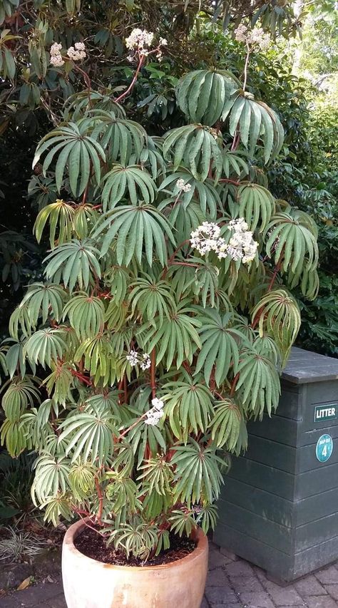 Begonia Houseplant, Begonia Pavonina, Cane Begonia Varieties, Begonia Species, Begonia Luxurians, Small Tropical Gardens, Begonia Brevirimosa, Plant Structure, Goth Garden