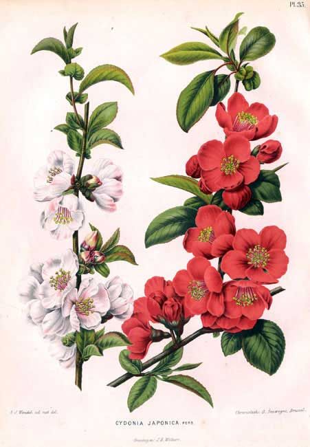 chaenomeles japonica Flower Clipart Printables, Chaenomeles Japonica, Maria Sibylla Merian, Flowering Quince, Plant Illustrations, Flower Pattern Drawing, Red And White Flowers, Digital Flower, Illustration Botanique