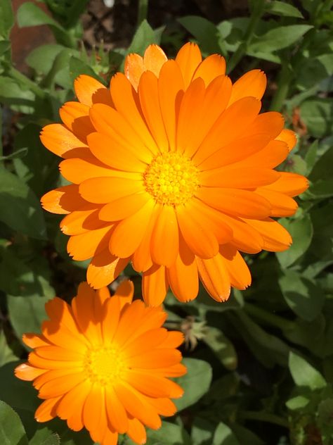 Calendula Aesthetic, Connecting With God, Wonderful Flowers, Elements Of Nature, Black Soap, Sacred Space, Amazing Flowers, Flower Power, Artificial Flowers