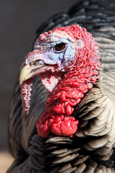 Turkey animal. Very closeup image of a turkey #Sponsored , #Ad, #AFFILIATE, #animal, #image, #closeup, #Turkey Turkey Photography Bird, Turkey Animal Photography, Turkey Bird Photography, Cool Animal Photography, Turkey Anatomy, Turkey Reference, November Food, Turkey Animal, Turkey Pics