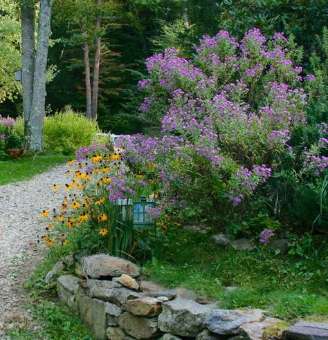 Top 10 Native Plants for the Northeast Native Plant Landscape, New England Garden, Full Sun Perennials, Sustainable Landscaping, Native Plant Gardening, Sun Perennials, Australian Garden, Rock Garden Landscaping, Pollinator Garden