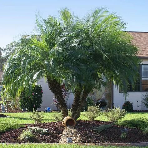 How to Plant a Pygmy Date Palm | Hunker Pygmy Palm, Palm Landscaping, Pygmy Date Palm, Robellini Palm, Pea Stone, Date Palm Tree, Date Palms, Palm Trees Landscaping, Small Palm Trees