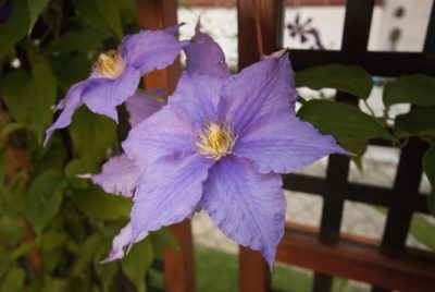 Cold Hardy Clematis Plants: Tips On Growing Clematis In Zone 3 -  Finding the right clematis vines for zone 3 is essential unless you want to treat them as annuals and sacrifice heavy blooms. Cold hardy clematis do exist, however, and this article can help get you started on suitable options for zone 3 gardens. Zone 3 Landscaping, 6x4 Greenhouse, Zone 3 Gardening, Growing Clematis, Evergreen Clematis, Clematis Trellis, Clematis Varieties, Gladiolus Bulbs, Garden Goddess